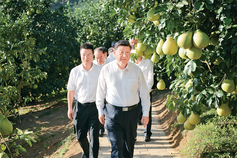 　　2025年11月7日至8日，中共中央總書記、國家主席、中央軍委主席習(xí)近平在廣東考察。這是7日下午，習(xí)近平在梅州市梅縣區(qū)雁洋鎮(zhèn)南福金柚種植基地考察。